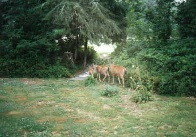deer family walking thru