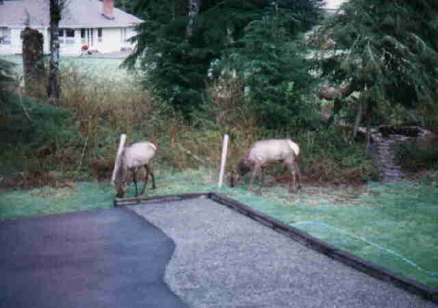 can you find the 3rd elk? I think his name is Waldo