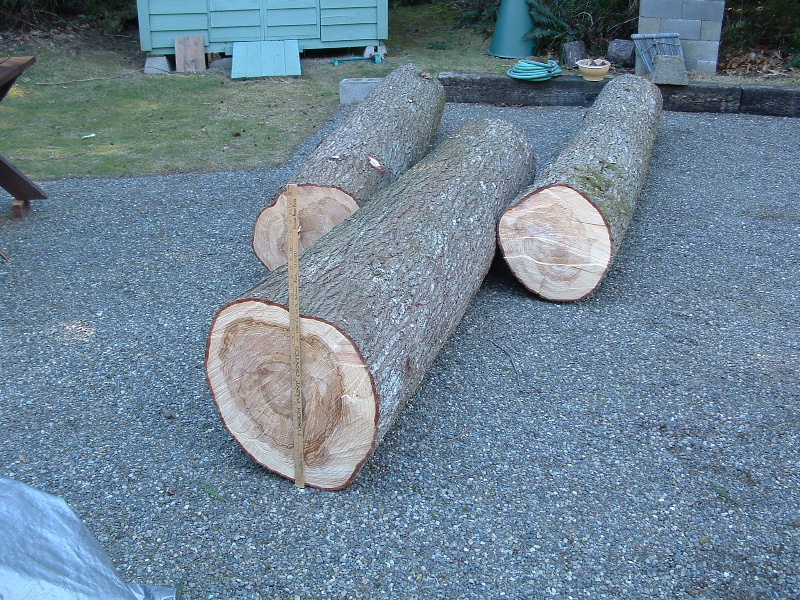 3 nice big logs for benches or other projects