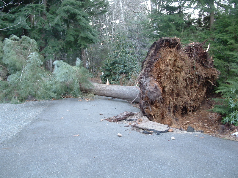 Again a tree came down over our driveway and tore up some pavement