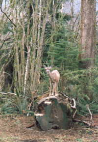 a silly deer on a log eating bird food