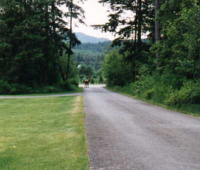 Bull elk walking down the driveway