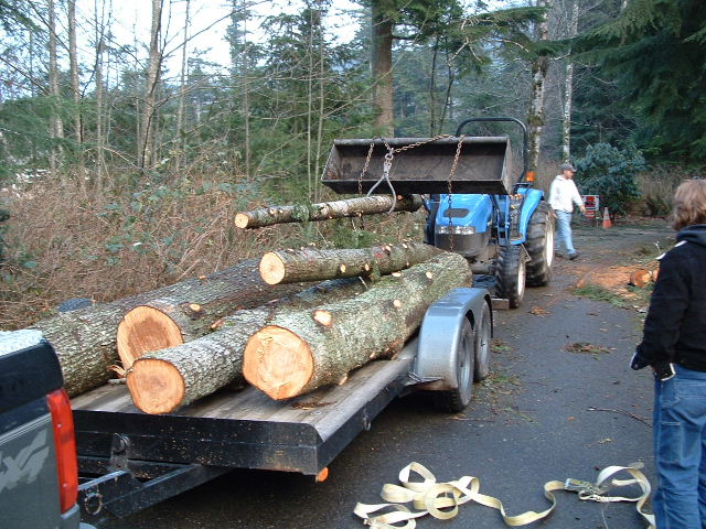 In all, there were 6 12' sections so it was a good sized tree