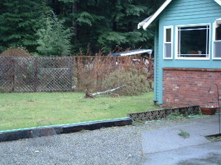 The little tree we planted when we moved in that uprooted