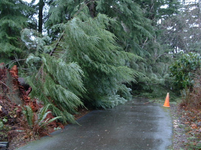The biggest tree came down over our driveway