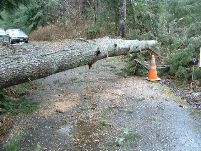 The biggest after being branched