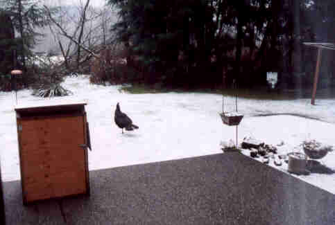 What? A Wild Turkey?!