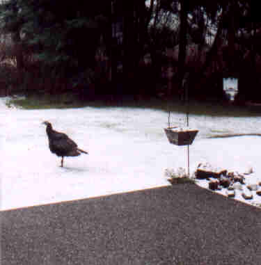 and one legged too :-)