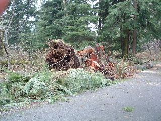 Tree was uprooted